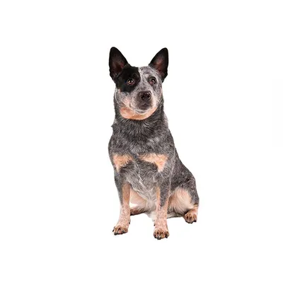 Австралийский хилер (Australian Cattle Dog) - это выносливая, умная и  трудолюбивая порода собак. Фото, описание и отзывы.