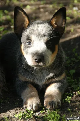 Собаки породы Австралийская короткохвостая пастушья собака - ICA.DOG