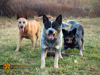 Австралийская короткохвостая пастушья собака 🐶 — характер, история  происхождения породы австралийский куцехвостый хилер, стампи на Pet Guide🐾