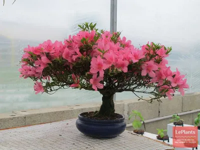 Азалия японская (Azaleas satsuki) — описание, выращивание, фото | на  LePlants.ru