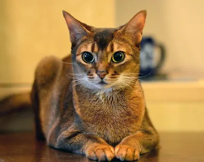 Фотография азиатской кошки с возможностью скачать в формате webp