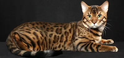 Азиатская кошка на фотографии с элегантной позой