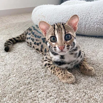 Изображение азиатской леопардовой кошки для бесплатного скачивания
