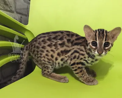 Азиатская леопардовая кошка на фоне джунглей