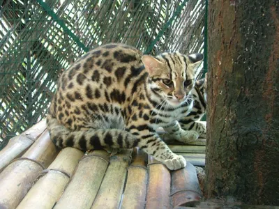 Фотографии азиатской леопардовой кошки в высоком разрешении