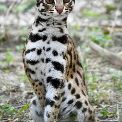 Скачать изображение азиатской леопардовой кошки в формате jpg