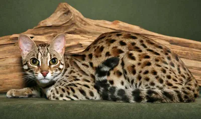Коллекция картинок азиатской леопардовой кошки