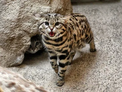Впечатляющие фотографии азиатской леопардовой кошки