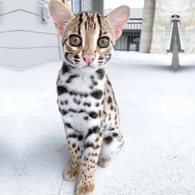 Фото азиатской леопардовой кошки в хорошем качестве
