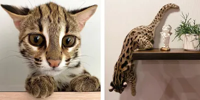 PNG-изображение азиатской леопардовой кошки с прозрачным фоном