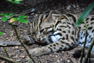 Азиатская леопардовая кошка в движении