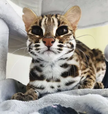 Скачать бесплатно изображение азиатской леопардовой кошки