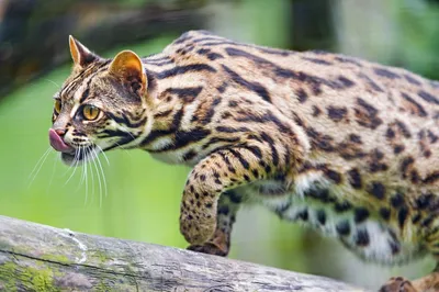 Реалистичные изображения азиатской леопардовой кошки