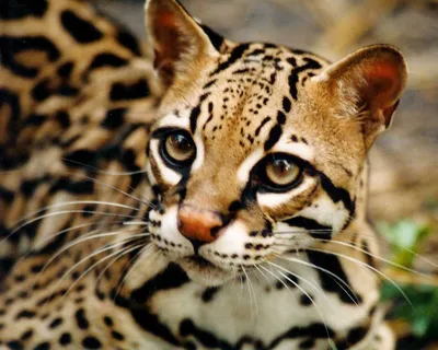 Изображение азиатской леопардовой кошки для скачивания