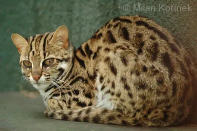 Фото азиатской леопардовой кошки в хорошем качестве для обоев