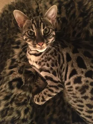 Изображение азиатской леопардовой кошки на фоне заката