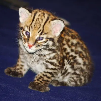 Загадочные фото азиатской леопардовой кошки
