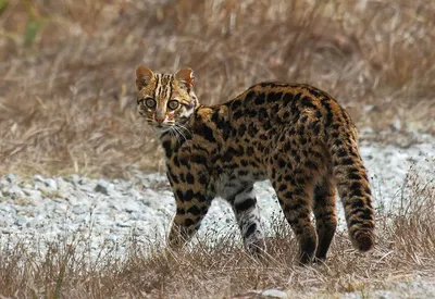 Фото азиатской леопардовой кошки с прозрачным фоном