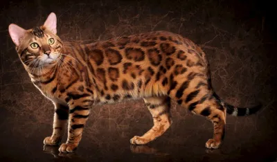 Азиатская леопардовая кошка на фоне скал