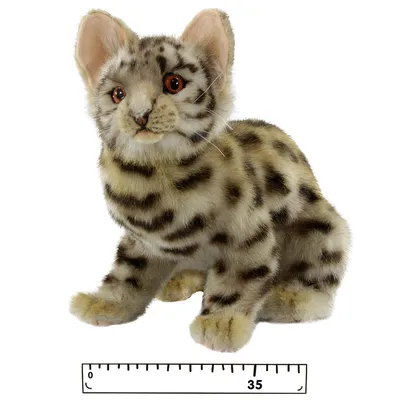 Красивые картинки азиатской леопардовой кошки для скачивания