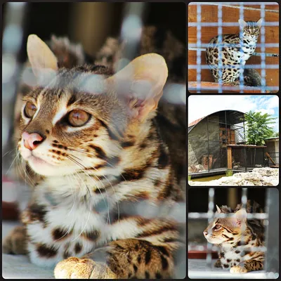 Фото азиатской леопардовой кошки с острыми когтями