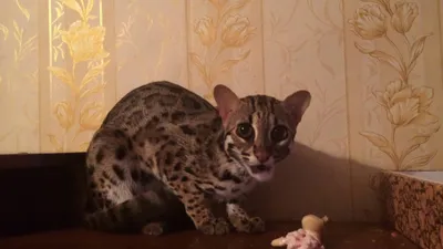 Азиатская леопардовая кошка в формате webp для скачивания