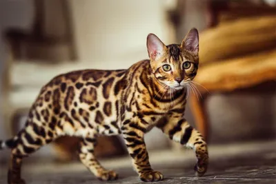 Бесплатное скачивание фотографий азиатской леопардовой кошки в высоком качестве