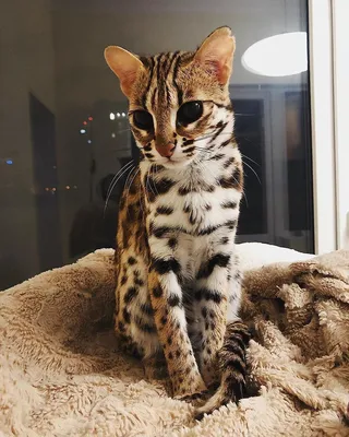 Красивые картинки азиатской леопардовой кошки