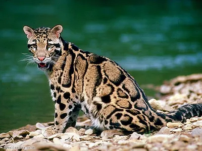 PNG-изображение азиатской леопардовой кошки