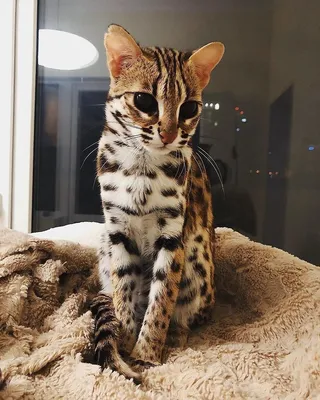 Загадочная азиатская леопардовая кошка на обоях