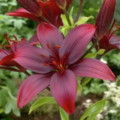 Лилии азиатские гибриды - красивые и самые неприхотливые в саду | Антонов  сад - дача и огород | Дзен