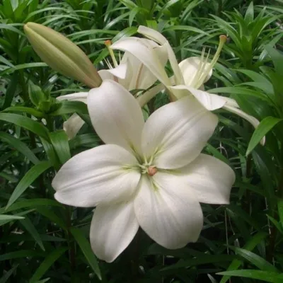 Лилия азиатская гибридная Трезор (Lilium asiatic hybrid Tresor) - «Это не  лилия а пылающий в огне апельсиновый букет! Очень красива на закате. » |  отзывы