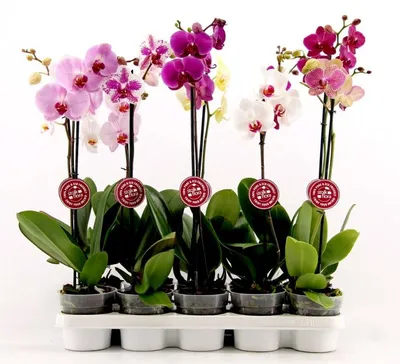 Азиатские орхидеи от «Miki ORCHIDs” – купить в Владимире, цена 700 руб.,  продано 13 сентября 2019 – Растения и семена