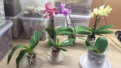 Phal. MA 0502 / Орхидеи