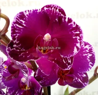 орхидеи из Европы и Азии в чём отличия ухода после покупки? - YouTube
