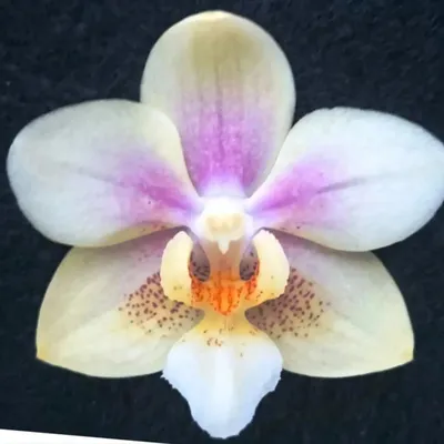 Азиатские орхидеи фото фотографии