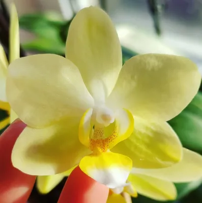 Азиатские Тропической Орхидеи Цветы — стоковые фотографии и другие картинки  Азия - Азия, Без людей, Ботаника - iStock