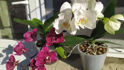 Phal. 217 / Орхидеи