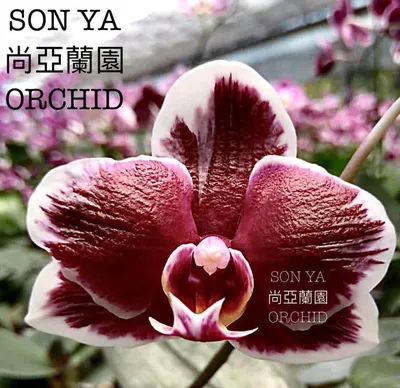 Твои орхидеи. Продажа орхидей из Азии