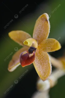 Орхидея редкого вида азиатская в Чиангмае, северном Таиланде Стоковое Фото  - изображение насчитывающей группа, дороге: 114554094