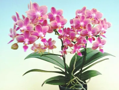 Ароматная азиатская орхидея / Орхидеи