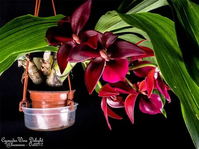 Цветущие орхидеи. Орхидеи БАБОЧКИ. Азиатские орхидеи первое цветение. -  YouTube
