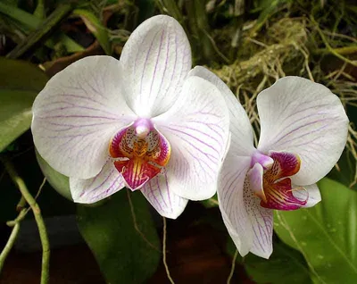 дикие орхидеи в лесу таиланда азиатские натуральные многоцветные Фото Фон И  картинка для бесплатной загрузки - Pngtree