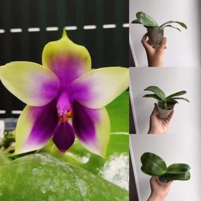 Азиатские орхидеи от «Miki ORCHIDs” – купить в Владимире, цена 700 руб.,  продано 13 сентября 2019 – Растения и семена