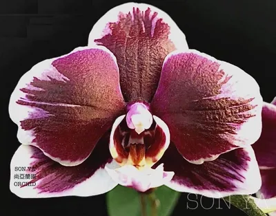 Сортовые азиатские орхидеи.... - GreenHouse-Baku. | Facebook