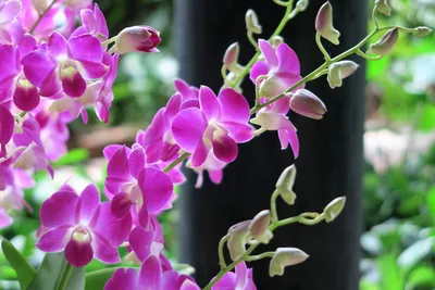 Phalaenopsis Орхидеи В Таиланде, Азии Изолят Черный Фон Фотография,  картинки, изображения и сток-фотография без роялти. Image 20918152