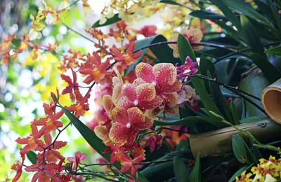 Искусственные орхидеи MBF с 2 головками, шелковые Восточно-азиатские орхидеи  для свадебной вечеринки, украшение для гостиной, цветочный дизайн |  AliExpress