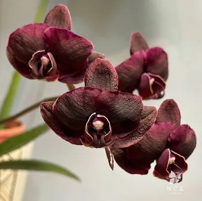 Орхидея Азиатский шоколад купить