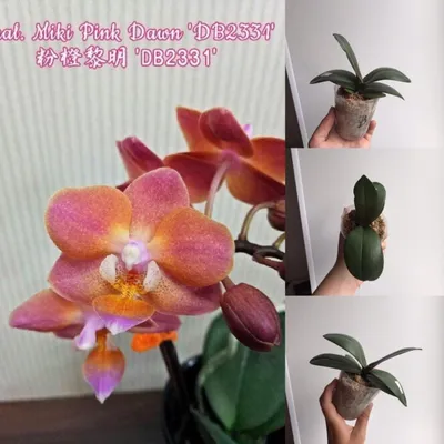 азиатские орхидеи красотки стоковое фото. изображение насчитывающей  благоухание - 447822