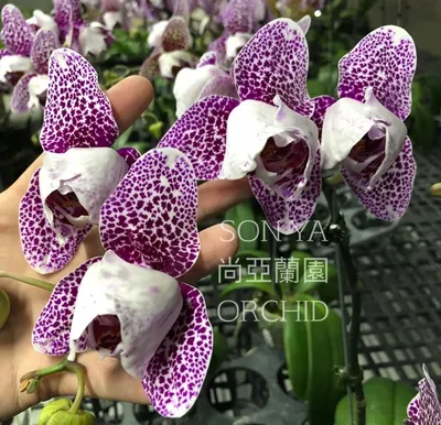 Как пересадить орхидею подростка из Азии - Уход за орхидеями в домашних  условиях | Орхидеи, Сад в горшке, Орхидея